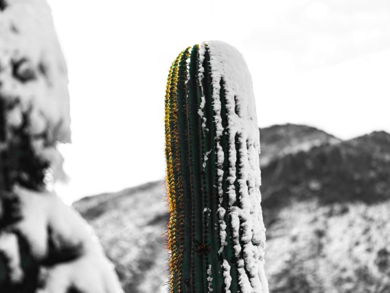 A saguaro cactus covered in light snow and a backdrop of the desert.