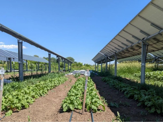 crop fields with solar panels positioned above