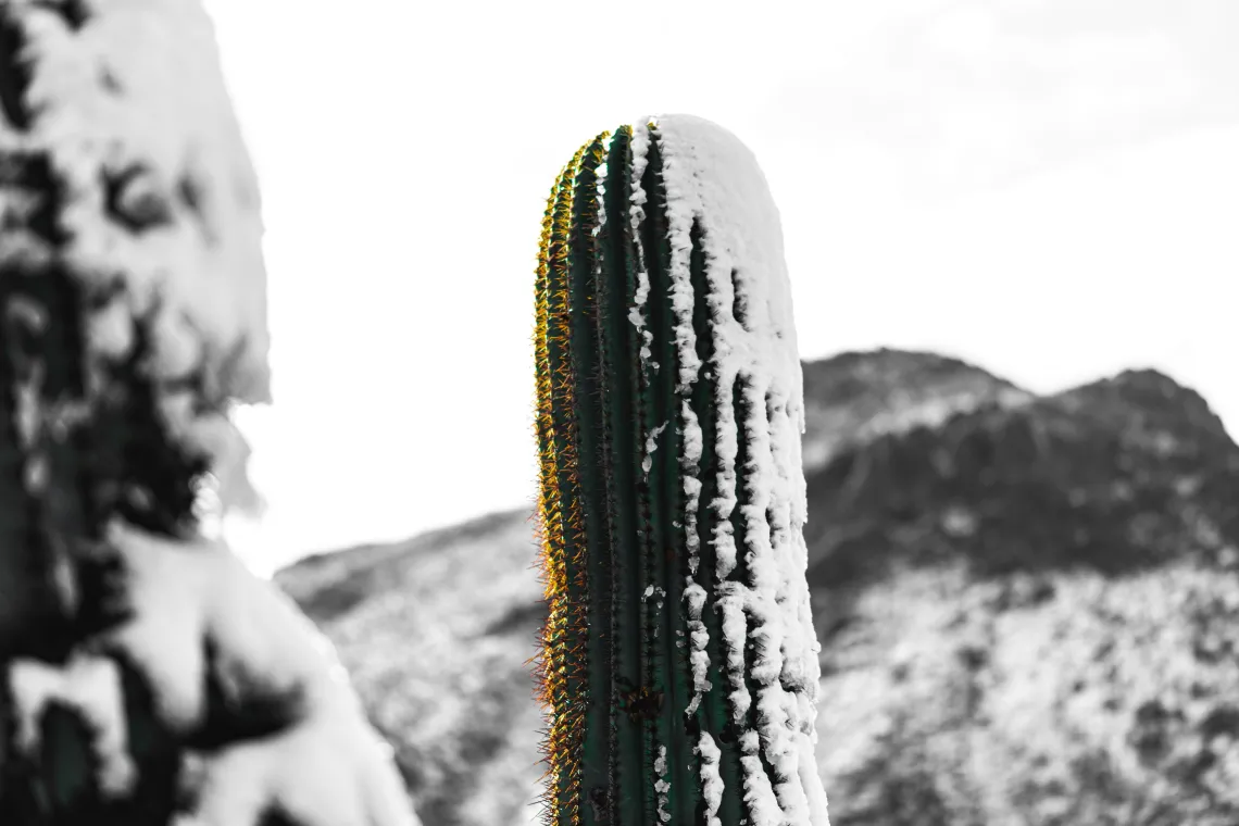 A saguaro cactus covered in light snow and a backdrop of the desert.