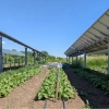 crop fields with solar panels positioned above